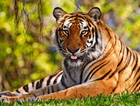 Orange Stripe Tiger Laying In Grass With Tongue Sticking Out