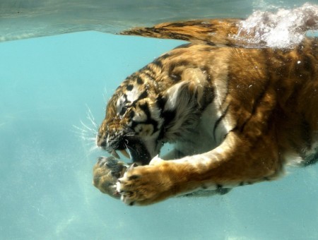 Tiger Swimming Under Water