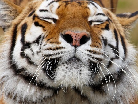 Orange And White Bengal Tiger Closing Its Eyes At Daytime
