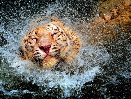 Yellow Tiger On Water Making Splash