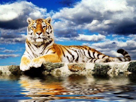 White Black Brown Tiger Near Water Under Blue Sky And White Clouds During Daytime