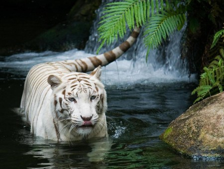 Albino Tiger On Shallow Water Near Rock And Green Fern During Daytime