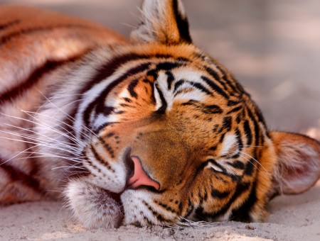 Tiger Sleeping On White Sand In Bokeh Photo Shot