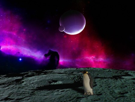 White And Black Penguin In Moon During Nighttime