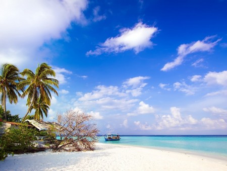 Coconut Palm Trees On White Sands Beside Shore Under Sunny Cloudy Blue Sky During Daytime