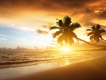 Green Coconut Palm Tree On Beach During Sunset