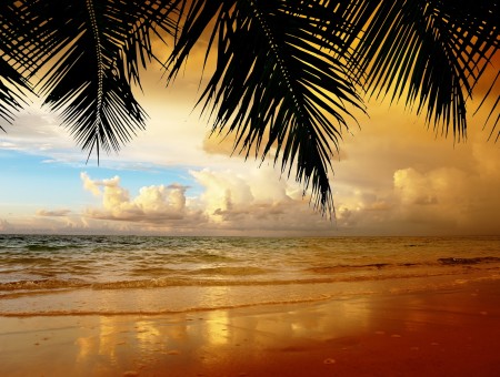 Coconut Tree Silhouette Photo