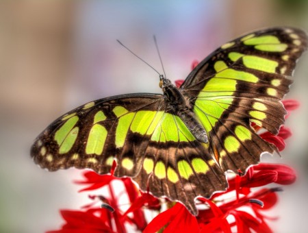 Green And Brown Butterfly Perch On Red Flower During Day In Macro Photography