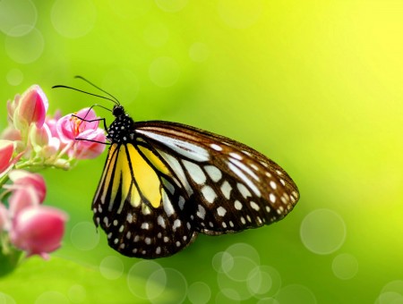 Yellow White And Black Butterfly Perched On Pink Flower During Daytime
