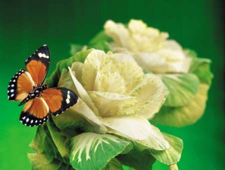 Red Black And White Butterflies Perching On Flower