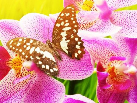 Brown And White Butterfly On Pink Orchid Flower