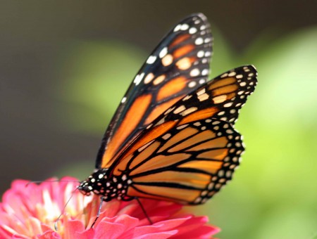 Monarch Butterfly On Red Flower