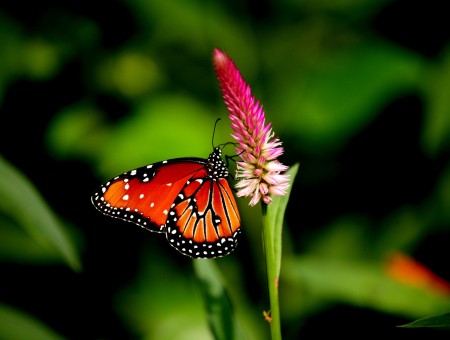 Black And Red Monarch Butterfly On Pink And White Elongated Flower During Daytime