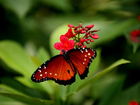 Red And Black Butterfly On Red Flower During Daytime