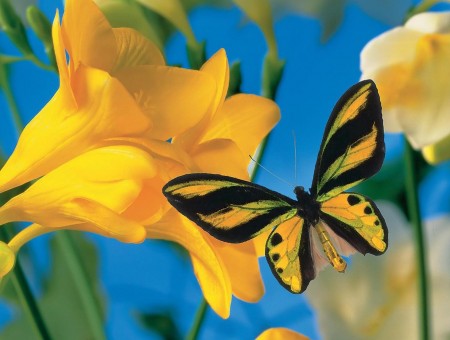 Yellow Green And Black Butterfly Perched On Yellow Flower During Daytime