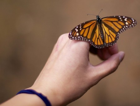 Monarch Butterfly On Left Hand