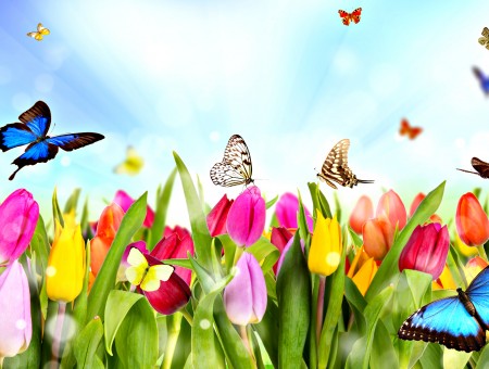 Blue And Black Butterfly Over Pink And Yellow Tulips