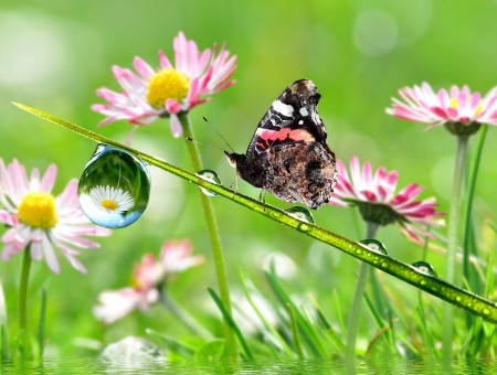 Black And Pink Butterfly Near Pink And Yellow Flower During Daytime