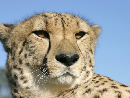 Bossy Cheetah