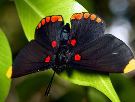 Black And Red Spotted Butterfly On Green Leaf