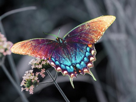 Selective Color Photography Of Blue Purple And Beige Butterfly On Flower