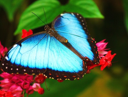 Blue Morpho Butterfly Perched On Red Flower In Close Up Photography During Daytime