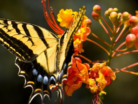 Eastern Tiger Swallowtail Butterfly Perched On Yellow And Red Flower During Daytime