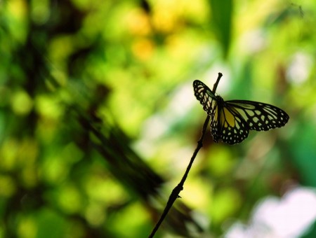 Blurry Background Photography Of Black White And Yellow Butterfly During Daytime