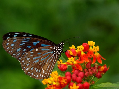 Black And Blue Butterfly Sipping Nectar On Red And Yellow Flowers In Shallow Focus Lens