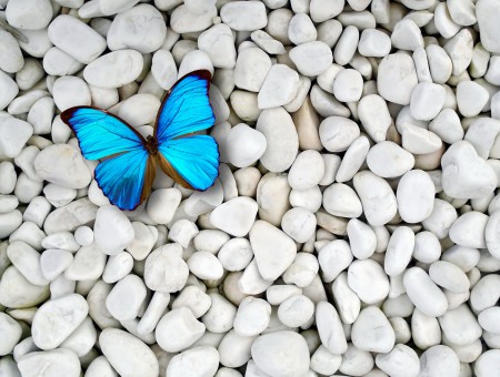 Blue Morpho Butterfly On Rocks During Daytime