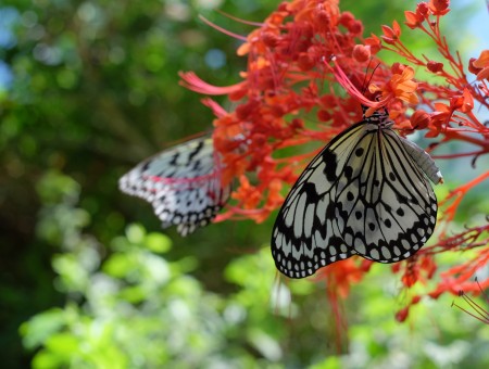 Grey And Black Butterflies On Red Flower