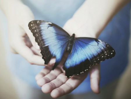 Black And Blue Butterfly On Persons Palm During Daytime
