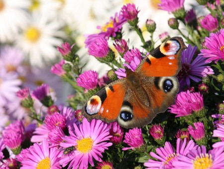 Aglais Io Perched On Purple Daisies During Daytime