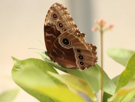 Brown And Beige Butterfly Perched On Green Leaf During Daytime