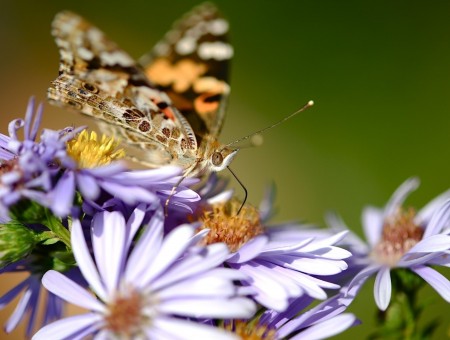 Painted Lady Butterfly Perched On Purple Flower During Daytime