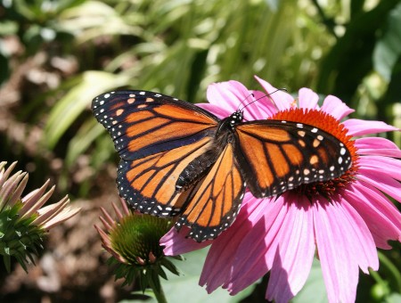 Monarch Butterfly On Pink Petaled Flower