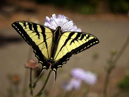 Yellow Black Butterfly On Purple Flower During Daytime