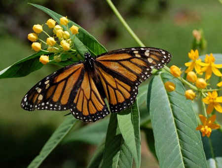 Monarch Butterfly On Green Plant Beside Yellow Flowers In Close Up Photography During Daytime