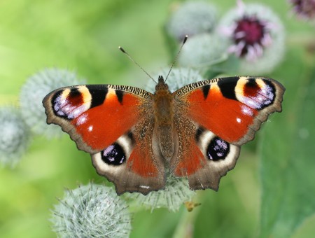 Aglais Io Perched On White Flower In Close Up Photography During Daytime