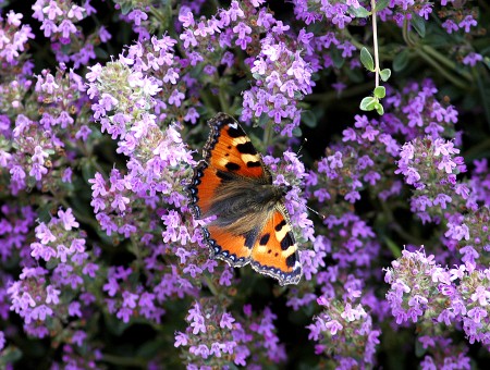 Orange Black And White Butterfly On Purple Flower