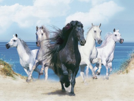 Black Horse In Center Of 4 White Horses Painting