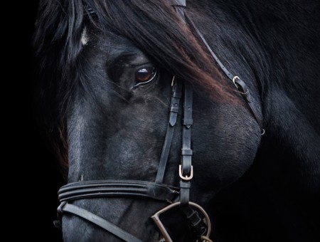 Black And Brown Horse