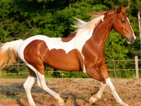 White And Brown Horse During Daytime