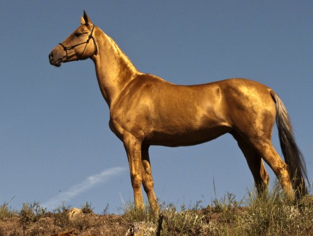 Brown Horse On Green Grass Under Blue Sky During Daytime