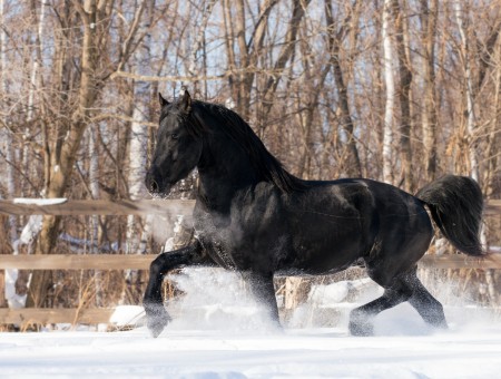 Black Horse On Snow Field Near Brown Trees During Daytime