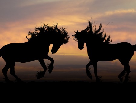 2 Horses Silhouette
