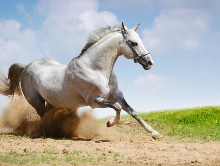 White Horse Running