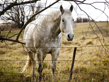 White And Gray Horse