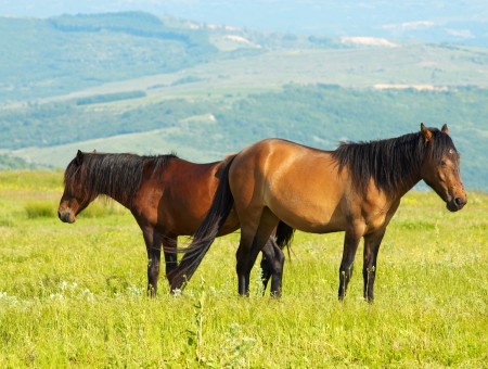 Brown Horses On The Filed Covered With Grass During Daytime