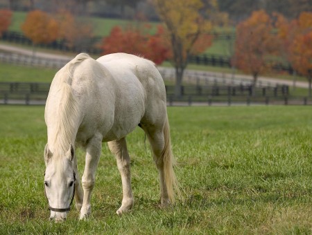 White Horse Eating Green Grass